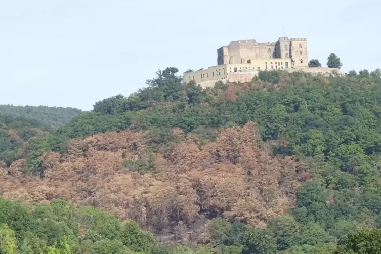 Die abgebrannte Waldfl&auml;che vor dem Hambacher Schloss. Waldbr&auml;nde kommen auch in der Pfalz immer h&auml;ufiger vor. 