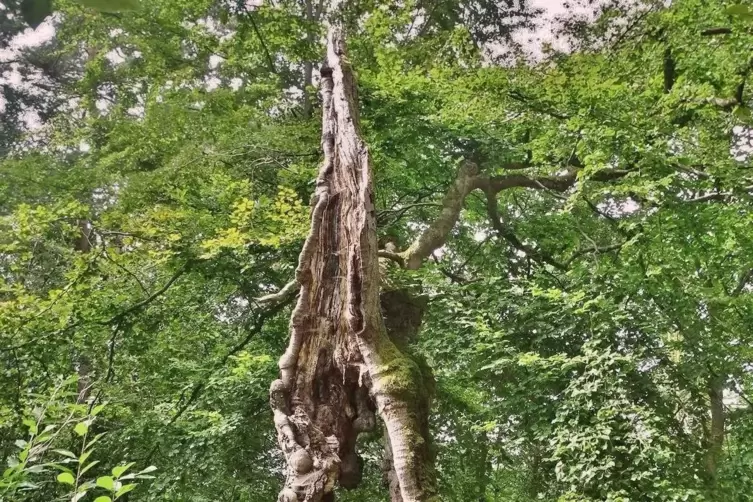 Auch die besonders langlebigen B&auml;ume zeigen uns: Das Leben ist begrenzt und endlich.