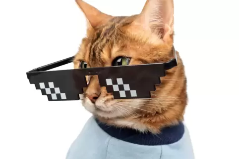 In dem Video des Auswärtigen Amts spielen Katzen mit Sonnenbrillen eine tragende Rolle. 