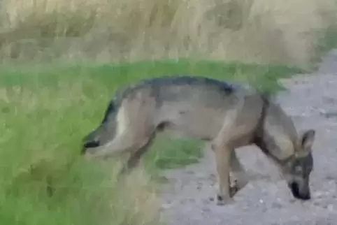 Überraschende Begegnung – in den Abendstunden gelingt diese Handyaufnahme eines Wolfs an einem Feldweg.