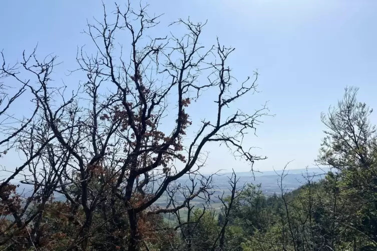 Hohe Temperaturen und wenig Wasser treiben das Baumsterben voran.