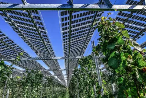 Anlaufschwierigkeiten: Die Landwirte müssen auf 10 bis 15 Prozent der Ackerfläche verzichten, die für die Agri-PV-Ständer benöti