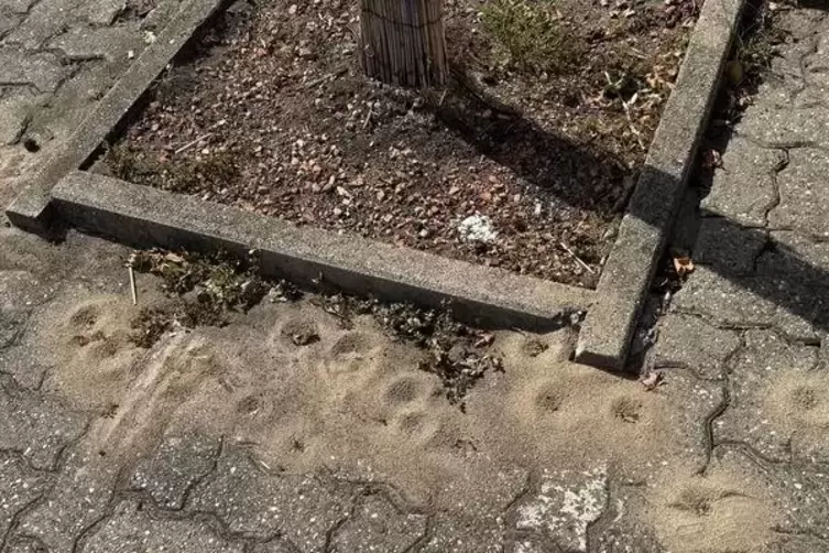 In R&ouml;merberg gibt es mittlerweile an verschiedenen Stellen Kolonien der invasiven Ameisenart. 