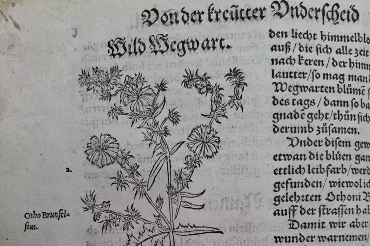 Ein Holzschnitt der Wegwarte in Bocks Kr&auml;uterbuch. 