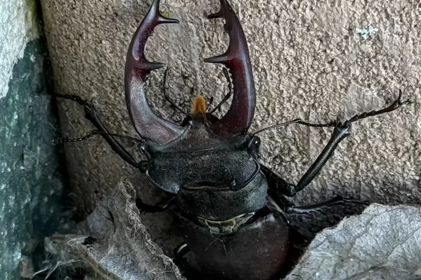 Dieser Hirschkäfer hat sich in Christine Dillingers Garage häuslich eingerichtet.