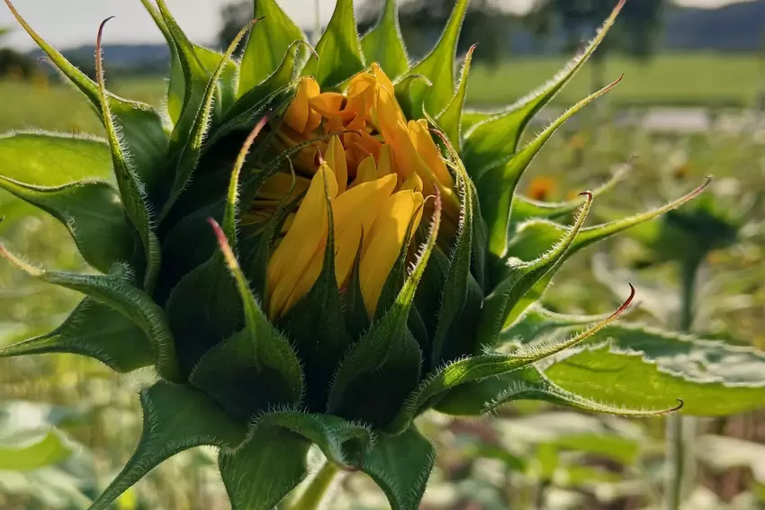 "Ich liebe Sonnenblumen", schreibt Renate Straßel. Denn für unsere Leserin aus Zweibrücken sind diese prachtvollen Pflanzen "der