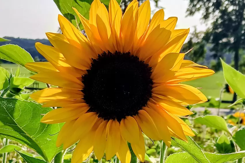 ... gleich zwei Fotos von Sonnenblumen übermittelt. Einmal im geschlossenen und einmal im geöffneten Zustand. Einen Tipp hat sie
