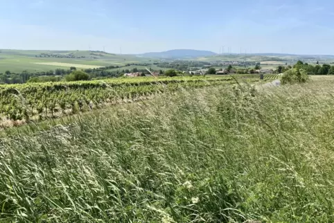 In den kommenden Tagen erwartet uns freundliches Sommerwetter. Regen ist kaum zu erwarten. 