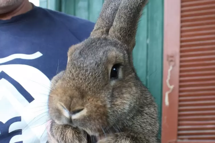  Dieses Exemplar der Rasse Wiener Kaninchen wildfarben geh&ouml;rt dem Vorsitzenden Stefan Stahl. 