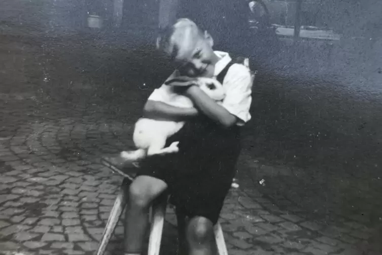  Bei Richard Knopf, seit 1971 Mitglied im Verein, begann die Liebe zu den Kaninchen schon in jungen Jahren. Das Bild zeigt ihn w