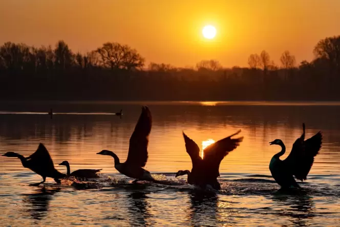 Gänse im Binsfeld: Was idyllisch wirkt, kann für die Wasserqualität zum Problem werden.