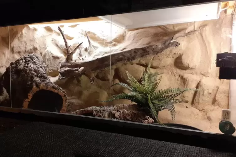 In diesem Terrarium wird die Klapperschlange gehalten, die einen Bekannten von Steve Miller gebissen hat. Dieses und andere Terr