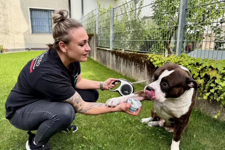 Zeus, ein American Bully, gibt Pfote, während er darauf wartet, sein Lieblingshundeeis zu schlecken. Diana Apadulas Hund ist ver