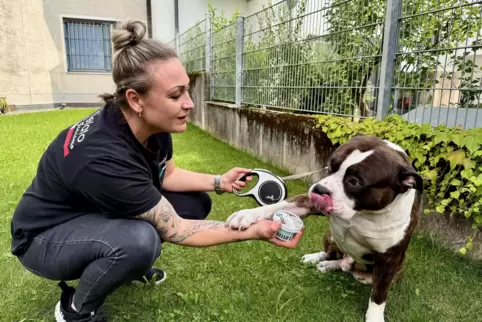Zeus, ein American Bully, gibt Pfote, während er darauf wartet, sein Lieblingshundeeis zu schlecken. Diana Apadulas Hund ist ver