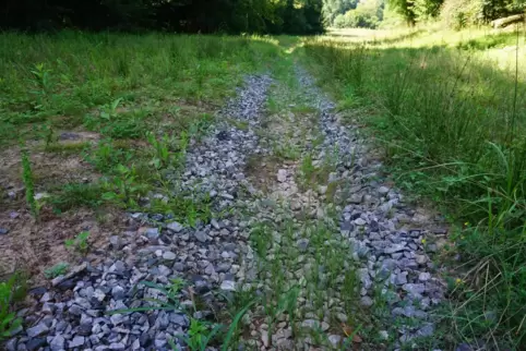 Hier floss mal der Steinbach, seit einigen Wochen fließt hier kein Wasser mehr. Trotz des Juli-Regens ist der Wiesenbach trocken