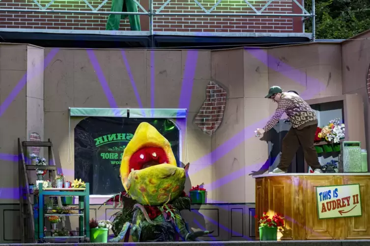 &bdquo;Der kleine Horrorladen&ldquo; wird in Katzweiler gespielt. 