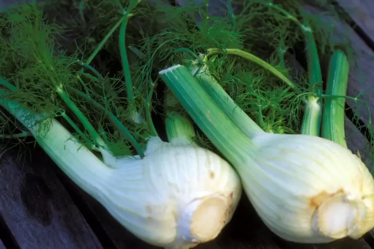Knollenfenchel ist vielseitig in der K&uuml;che verwendbar. 