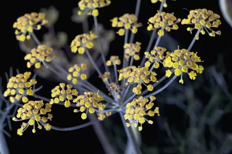 Die Bl&uuml;ten des Gew&uuml;rzfenchels liefern die Samen etwa f&uuml;r Fencheltee. 