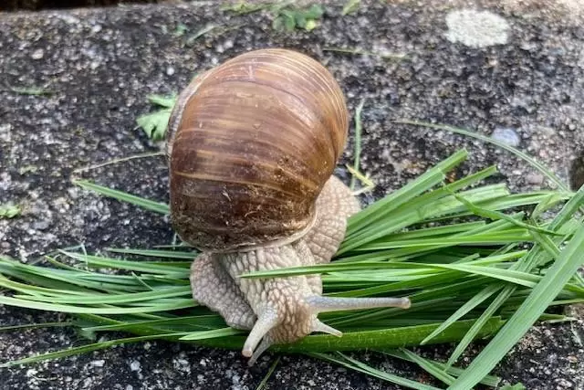 Guten Appetit: Der Enkel von Werner Schlarb hat Gras für die Weinbergschnecke gesammelt.