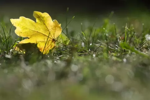Bei mäßig warmen Temperaturen wird es gelegentliche Schauer geben. 