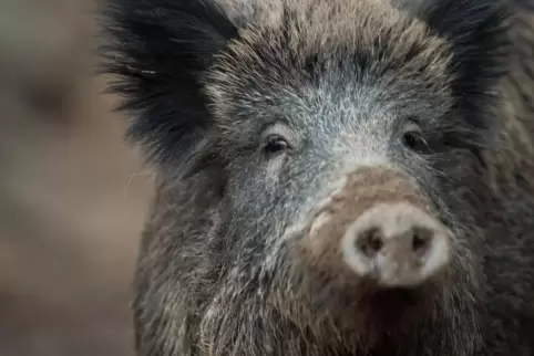 Zwei Wildschweine lösten auf der B271 einen Unfall aus. 