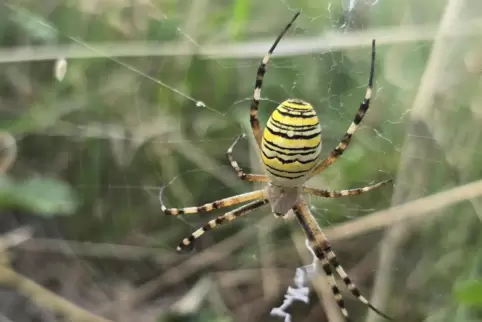 Keine Angst: Für Menschen ist diese Spinne völlig ungefährlich.
