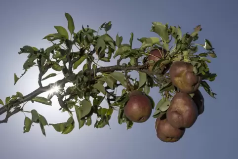 Kandeler Streuobst soll zu Apfelsaft werden. 