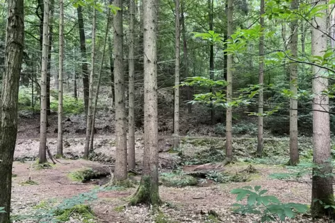 Idylle im Poppenwald. Sie lässt sich bei einem Fest des Pfälzerwald-Vereins genießen. 