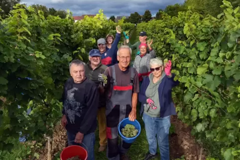 Mit Freude bei der Arbeit: Helfer bei der Lese in Römerberg. Aus den Trauben soll ein schmackhafter Riesling werden. 