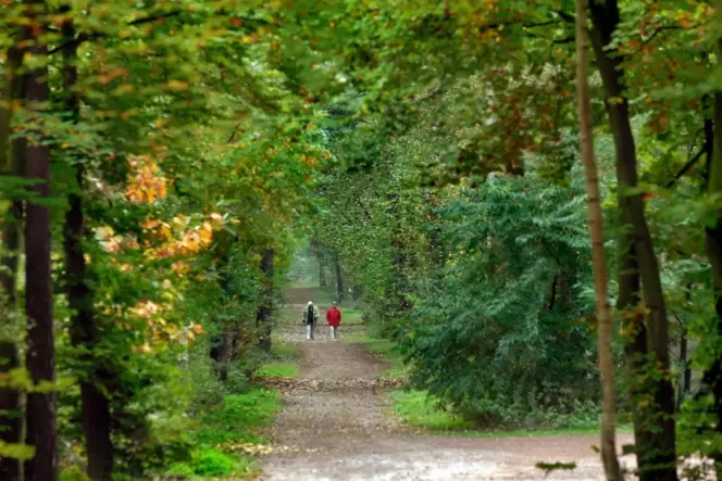 Wald zwischen Speyer und Dudenhofen: Meinungsunterschiede zum richtigen Weg in die Zukunft.