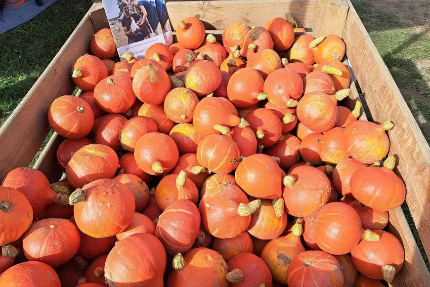 Reiche Ernte: Kürbis aus Albessen.