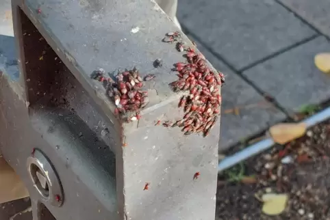 Insektenansammlung am Berliner Platz: Rote Tierchen bevölkern eine Halterung. Insektenansammlung am Berliner Platz: Rote Tierchen bevölkern eine Halterung.