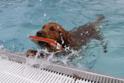 Stammgast: Golden Retriever Cody ist zum dritten Mal beim Hundeschwimmtag dabei und ein echter Schwimmprofi. In Windeseile holte