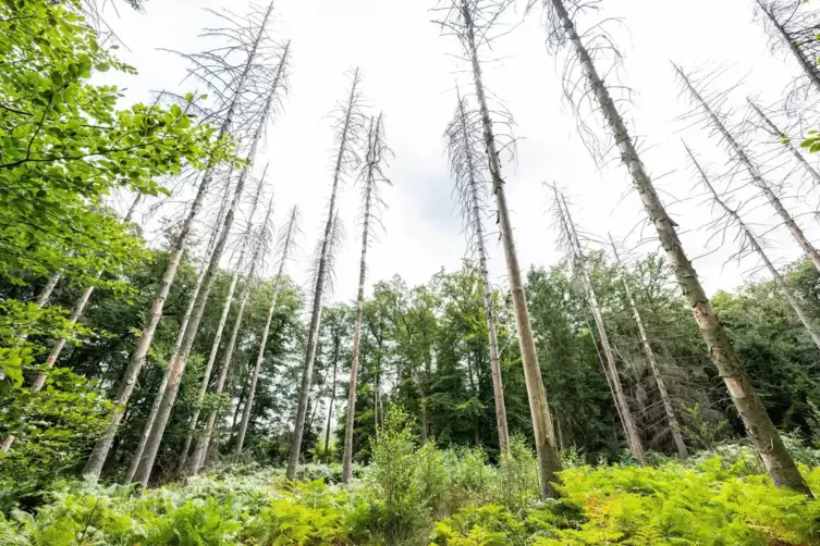 Auf einer Fl&auml;che im Eggegebirge ist eine aufgeforstete Lichtung zu sehen, in der viele neue Baum- und Tannenarten neben bereits 