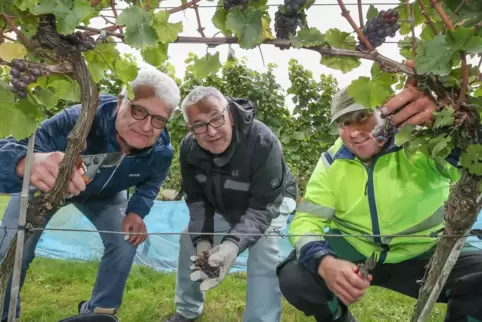 Lese im städtischen Weinberg am Tafelsbrunnen (von links): Achim Glang, Volker Weinmann und Martin Mühleisen. Lese im städtischen Weinberg am Tafelsbrunnen (von links): Achim Glang, Volker Weinmann und Martin Mühleisen.
