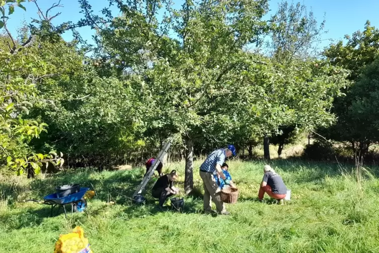 Die Ortsgruppe Donnersberg bei der Apfelernte auf einer Streuobstwiese. Der Apfelsaft kann beim Nabu gekauft werden. 