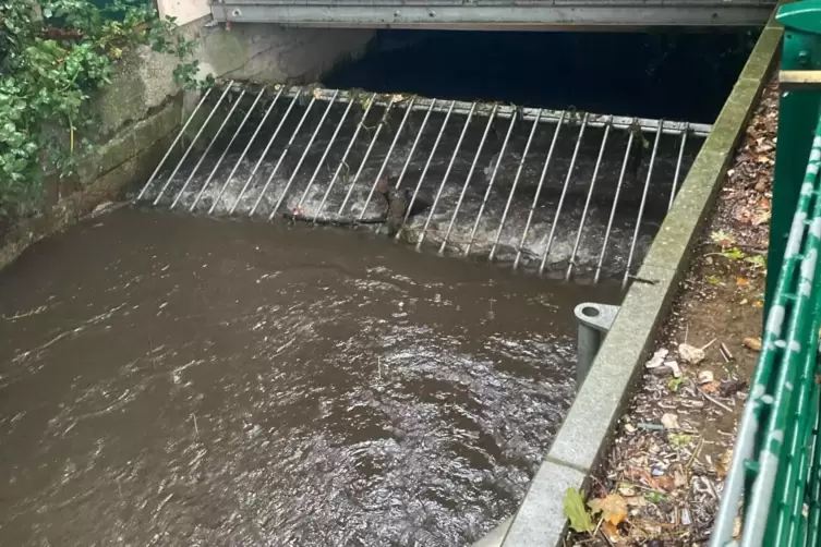 Rechen im Speyerbach an der Festwiese. Der ESN k&uuml;mmerte sich darum, dass nichts verstopfte. 