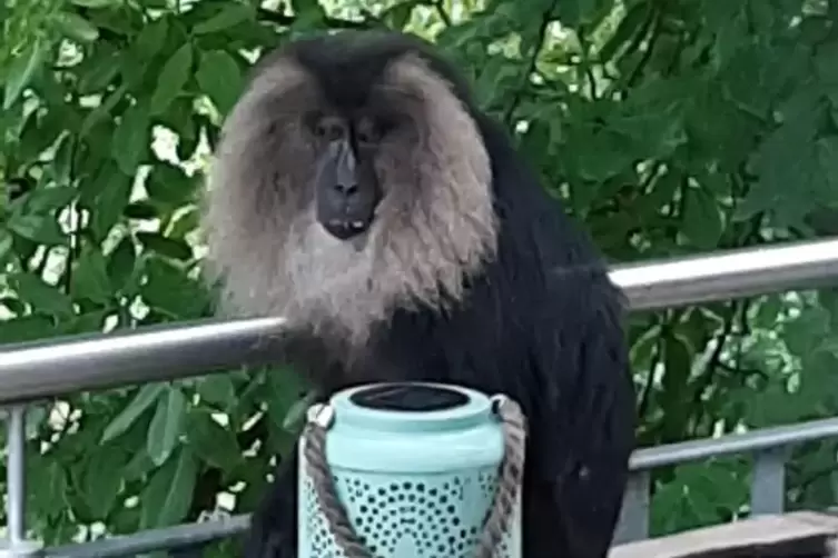 Der einst &uuml;ber Wochen ausgeb&uuml;chste Affe Udo aus dem Zoo. Er sorgte 2021 f&uuml;r Schlagzeilen. 