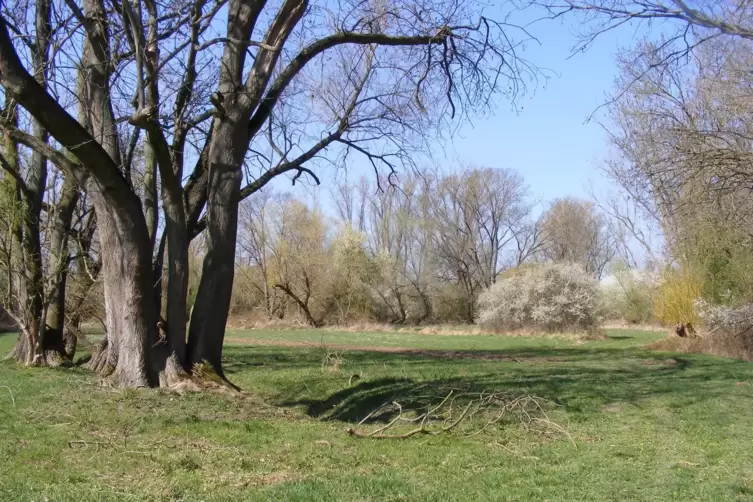 Dieses Foto zeigt eine typische Auenlandschaft in der Region Frankenthal. 