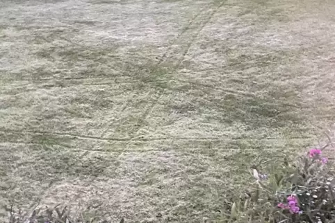 Bodenfrost vor blühenden Wicken. 
