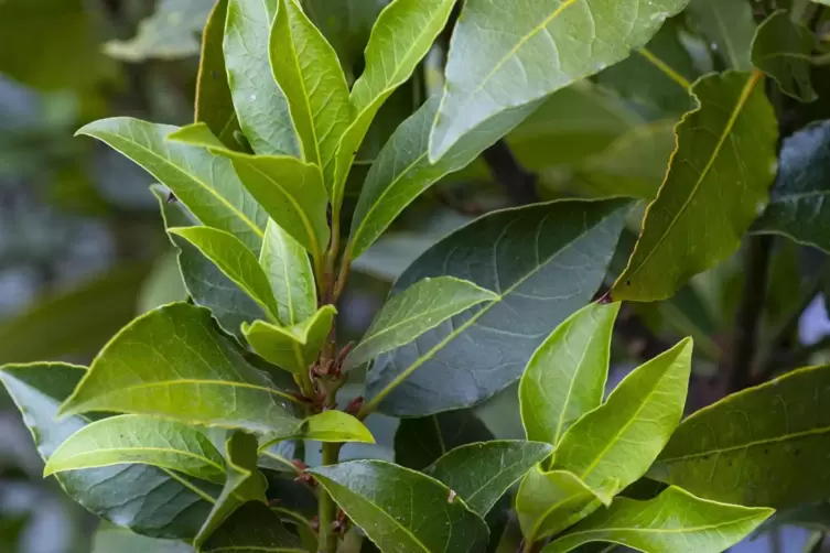 Echter Lorbeer hat in der Pfalz gute Chancen, den Winter im Garten zu &uuml;berstehen. 