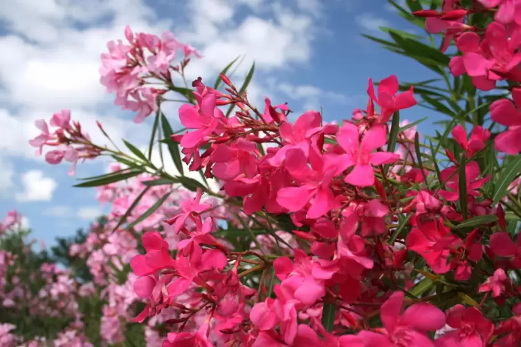 Ein gro&szlig;er Oleander kann eventuell mit Schutzma&szlig;nahmen drau&szlig;en bleiben. 