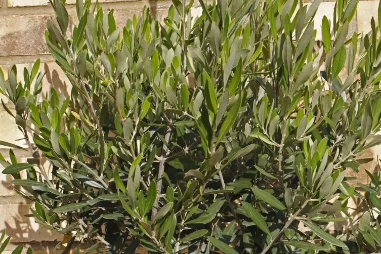 Oliven aus dem eigenen Garten? Mit Winterschutz oder an einer warmen Mauer durchaus m&ouml;glich. 