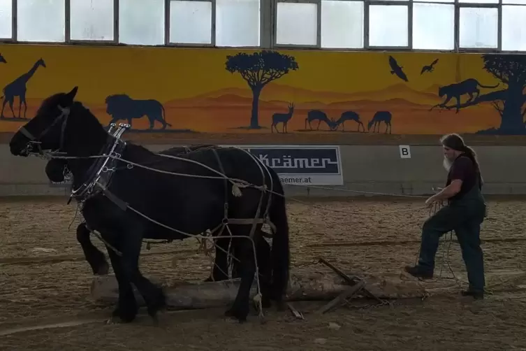 Landwirt Hubertus Assmann und seine Ackerg&auml;ule pr&auml;sentieren das Pferd als Arbeitstier. 