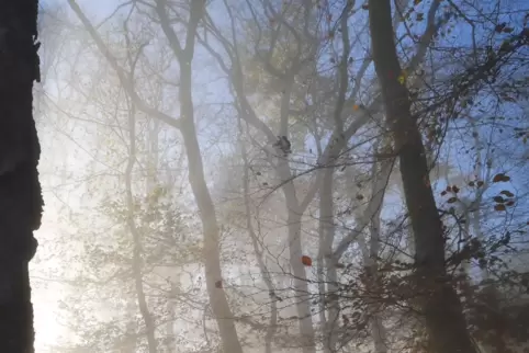 dül3_nebel1