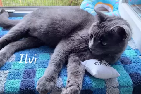 Ein neues Zuhause für eine herrenlose Katze zu finden, ist schwierig. 