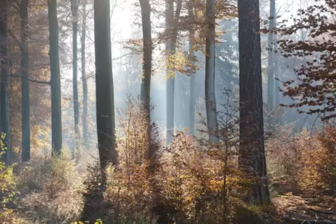 In den kommenden Tagen liegen Sonne und Nebel miteinander im Clinch. 