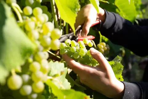Das gilt nicht nur für den Weinbau: Nirgends in der Wirtschaft ist es sinnvoll, stets einfach so weiter vor sich hin zu werkeln.