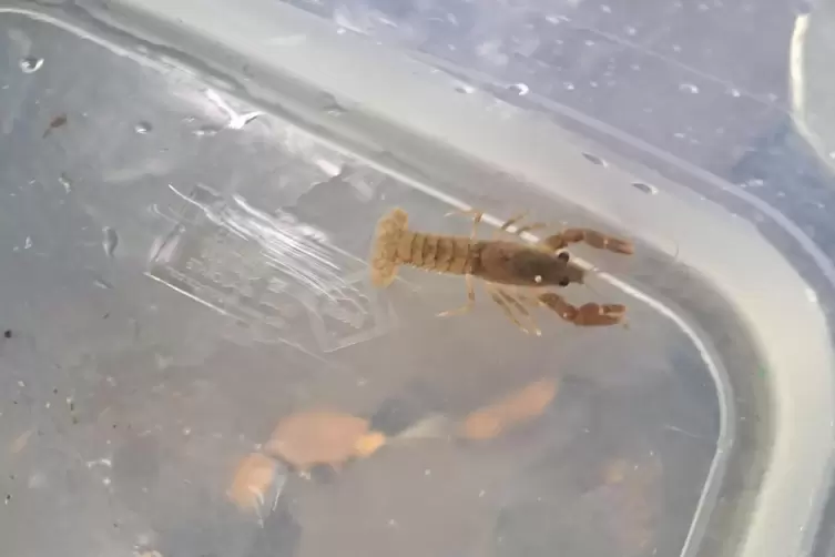 Bei ihren Untersuchungen fischt die Gruppe einen Signalkrebs aus dem Wasser.