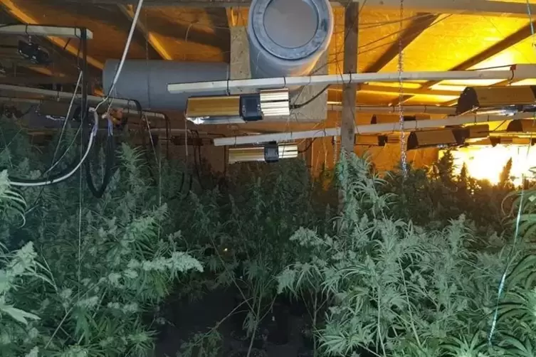 Auf 400 Quadratmetern wurde Cannabis angebaut. 